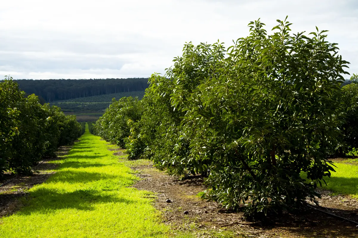 Avocado producer - dry matter quality prediction
